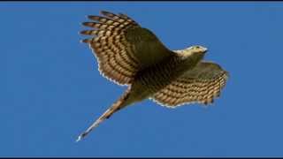 Sparrowhawk Bird Call Bird Song [upl. by Bray]