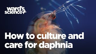 Caring and Culturing for Daphnia [upl. by Cynthea]