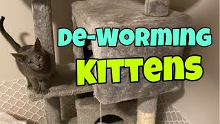 Deworming Kittens [upl. by Lexerd]