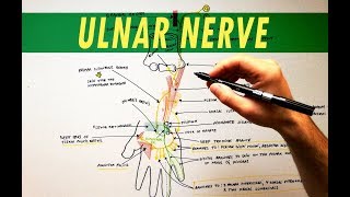 Ulnar Nerve  Anatomy Tutorial [upl. by Alcock986]