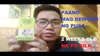 PAANO MAG DEWORM NG PUSA  NEMATOCIDE FOR CATS 5th vlog [upl. by Ennove697]