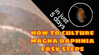 How to Culture Magna Daphnia Easily [upl. by Isobel]