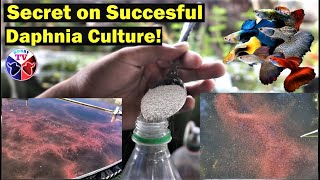 How to Culture Daphnia Successfully [upl. by Verlee]