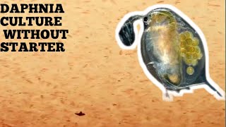 HOW TO CULTURE DAPHNIA NATURALLY WITHOUT A STARTER [upl. by Ennairej377]