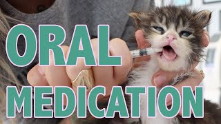 How to Safely Give Oral Medication to Kittens [upl. by Lodie]