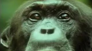 Chimpanzees Team Up to Attack a Monkey in the Wild  BBC Studios [upl. by Yeltihw913]