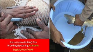 Rohu Fish BreedingSpawning At Home Labeo Rohita [upl. by Imar]