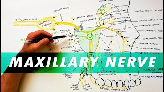 Trigeminal Nerve Anatomy  The Maxillary nerve [upl. by Ettevets]