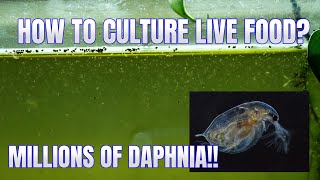 How to Culture Daphnia Secret Method to Breed MILLIONS  Simply Aquatic [upl. by Atinob]