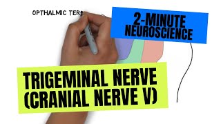 2Minute Neuroscience Trigeminal Nerve Cranial Nerve V [upl. by Whallon]