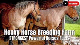 Heavy Horse Breeding Farm  STRONGEST Powerful Horses Facts [upl. by Meryl]