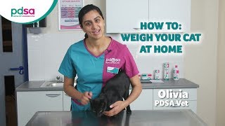 How To Weigh Your Cat At Home PDSA Petwise Pet Health Hub [upl. by Desai]