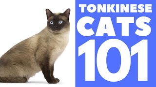 The Tonkinese Cat 101  Breed amp Personality [upl. by Augusto803]