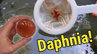 How I Culture Daphnia In Outdoor Tubs [upl. by Umeko]