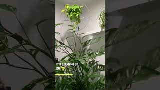 Monstera adansonii  FastestGrowing Houseplant [upl. by Akitan]