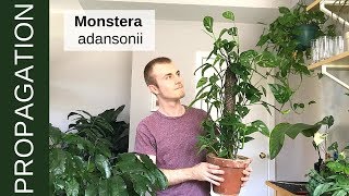 How to Propagate Monstera adansonii Swiss Cheese Vine [upl. by Chandra]