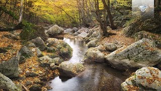 Classical Music Inspired by Nature  Beethoven Dvorák Sibelius Strauss [upl. by Robyn]