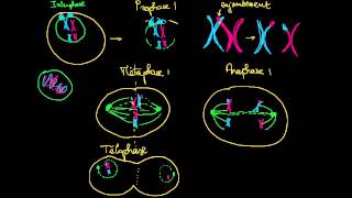 Les phases de la méiose [upl. by Charleen]