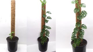 Monstera Adansonii After 150 Days of Repotting Grow and Care Swiss Cheese Plant [upl. by Karlis]