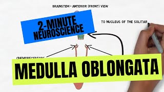 2Minute Neuroscience Medulla Oblongata [upl. by Georg459]