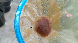 How to culture daphnia moina in a small container Part 1 English Subtitle [upl. by Eednarb]