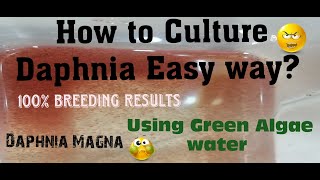 Daphnia MagnaHow to Culture Daphnia Easy wayCulturing Daphnia using Green water Daphnia [upl. by Razaele548]