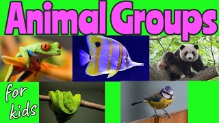 ANIMAL Groups  Animal Classification for kids 🐼🐍🐦🐠🐸  Miss Ellis animalclassification [upl. by Oiluj]