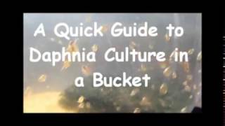 How to culture daphnia outside [upl. by Eiramesor]