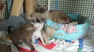 Zanadu Tonkinese kittens [upl. by Revned369]