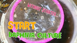 How to culture daphnia moina the easy way 1  Starting the Daphnia culture [upl. by Levin118]