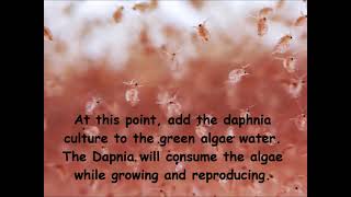 Daphnia  How to grow daphnia in your home [upl. by Mahda]