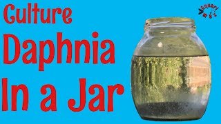 How to Culture Daphnia in a Jar [upl. by Centeno269]