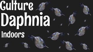 How to Culture Daphnia [upl. by Tekla321]