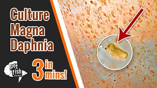 How to culture DAPHNIA MAGNA  The easy way [upl. by Abbotson]