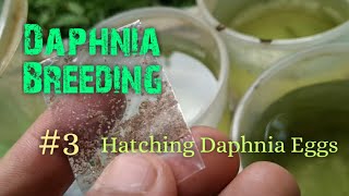 Daphnia Culture made simple and easy 3  Hatching Daphnia eggs [upl. by Haidebej]