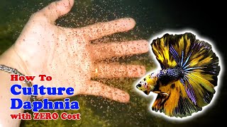 How to Culture Daphnia with ZERO Cost  Unlimited Live Food For Our Fish [upl. by Acenahs381]