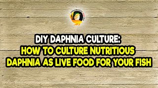 DIY Daphnia Culture How to Culture Nutritious Daphnia as Live Food for Your Fish [upl. by Layla]