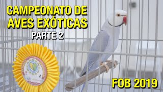 O Maior Campeonato de Aves Exóticas do Brasil  PARTE 2  FOB 2019 [upl. by Samot]