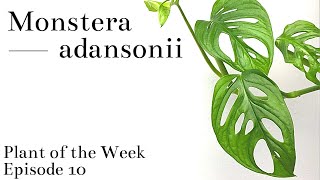 How To Care For Monstera adansonii  Plant Of The Week Ep 10 [upl. by Adraynek]