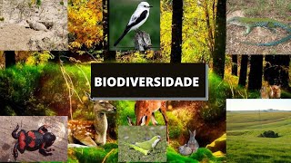 Biodiversidade  Documentário [upl. by Dulcia20]