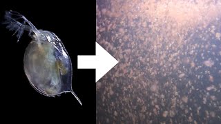 How I Culture Daphnia [upl. by Ranita]