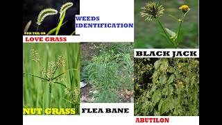 PICTURES amp NAMES OF WEEDS [upl. by Neerak]