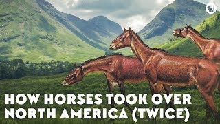 How Horses Took Over North America Twice [upl. by Sergent]