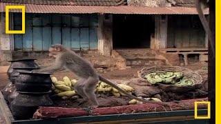 Drunk Monkeys  National Geographic [upl. by Ahsinal]