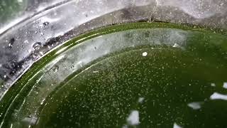 DAPHNIA MOINA CULTURE IN A SMALL BUCKET [upl. by Aitel222]