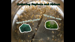 How To Culture Daphnia and Moinas using Green Water Spirulina powder [upl. by Felic]