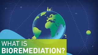 What is Bioremediation [upl. by Latin]