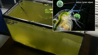 Raising Daphnia for the Freshwater Aquarium [upl. by Levram427]