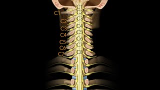 Spinal cord Segmentation [upl. by Ecinom]