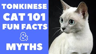 Tonkinese Cats 101  Fun Facts amp Myths [upl. by Bahner]